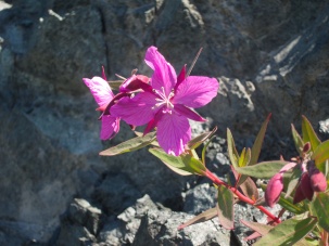 Flower - Glacier Bay