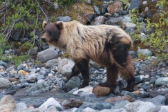 Grizzly Bear - Glacier Bay