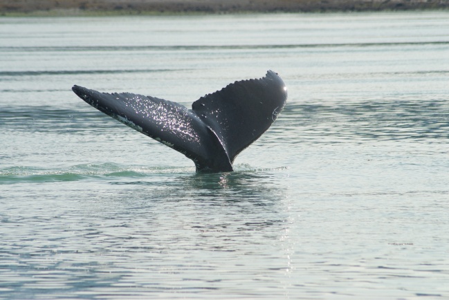 Whale Tail - Glacier Bay